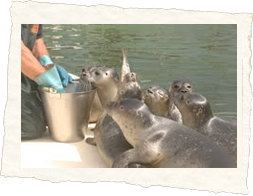 Ausflugsziel Seehundstation und Waloseum Norddeich